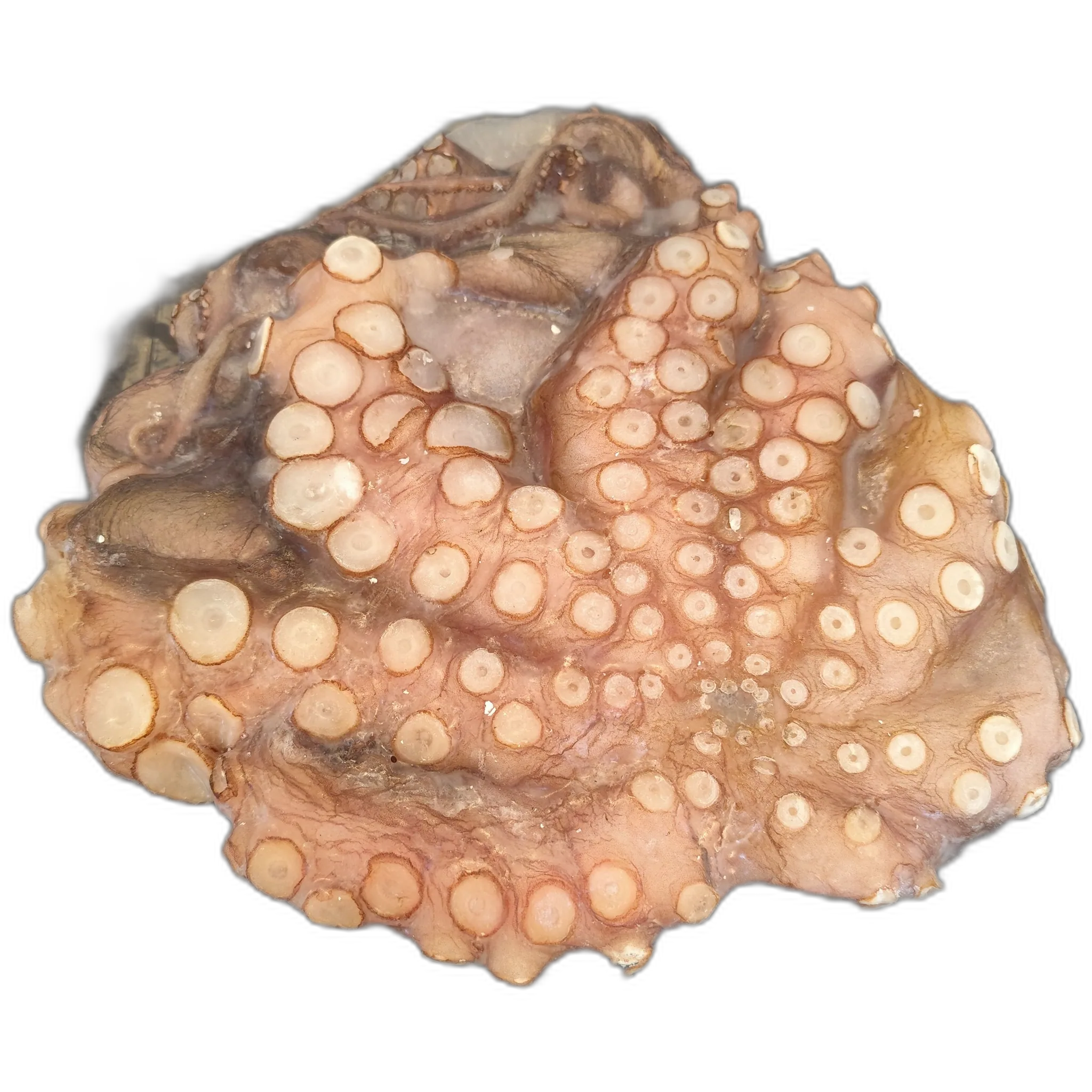 Imagen de Pulpo Grande limpio