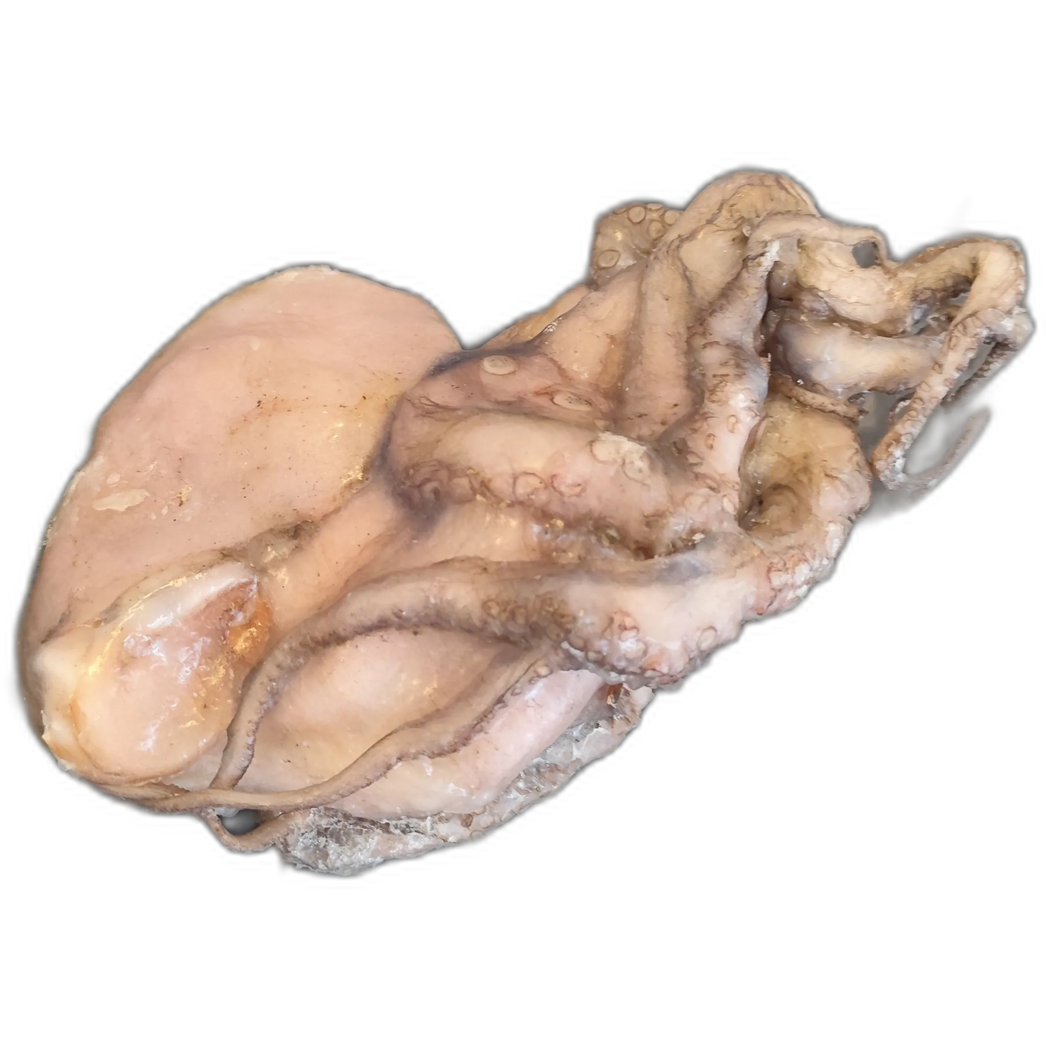 Imagen de Pulpo mediano sin limpiar