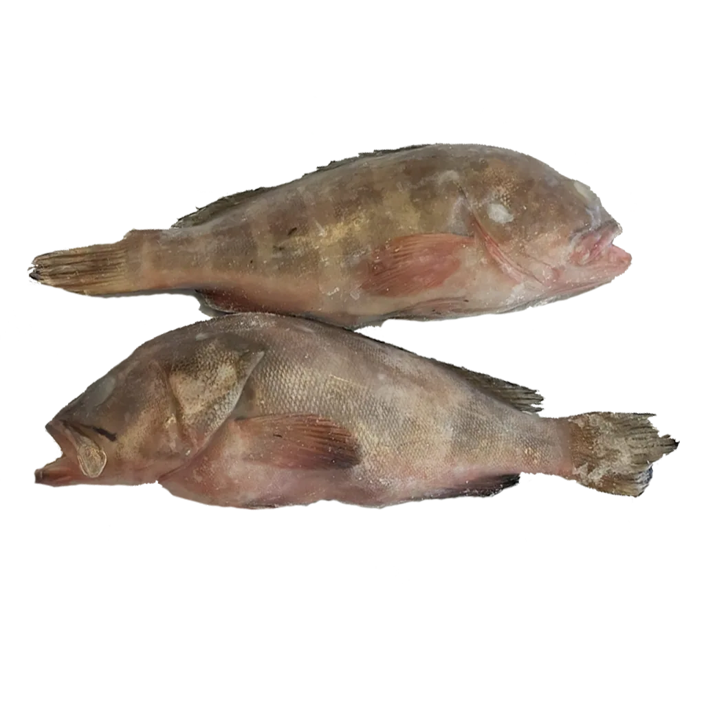 Imagen de Cherne entero pequeño (sin tripa)