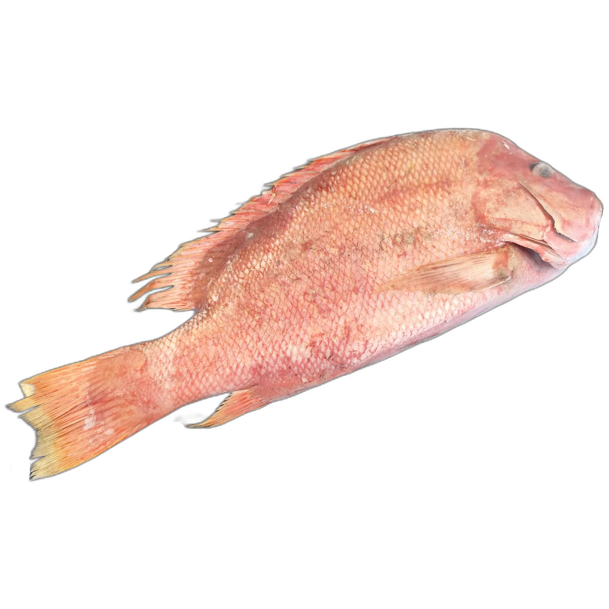 Imagen de Pargo entero grande