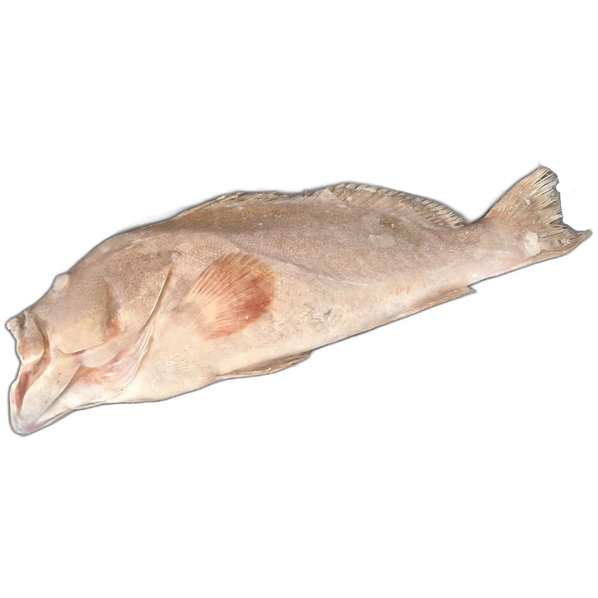 Imagen de Cherne entero grande